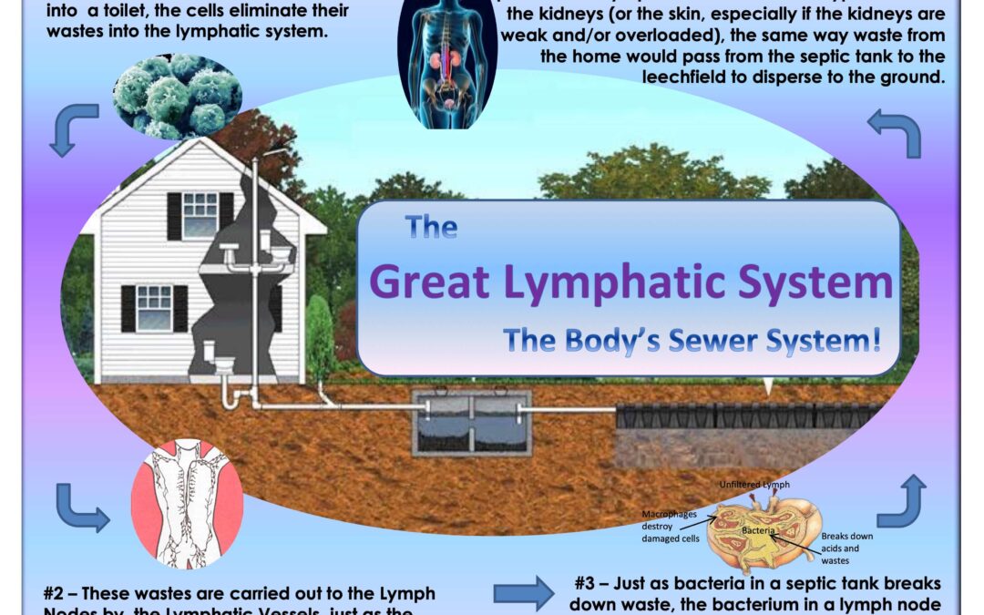 The Great Lymphatic System