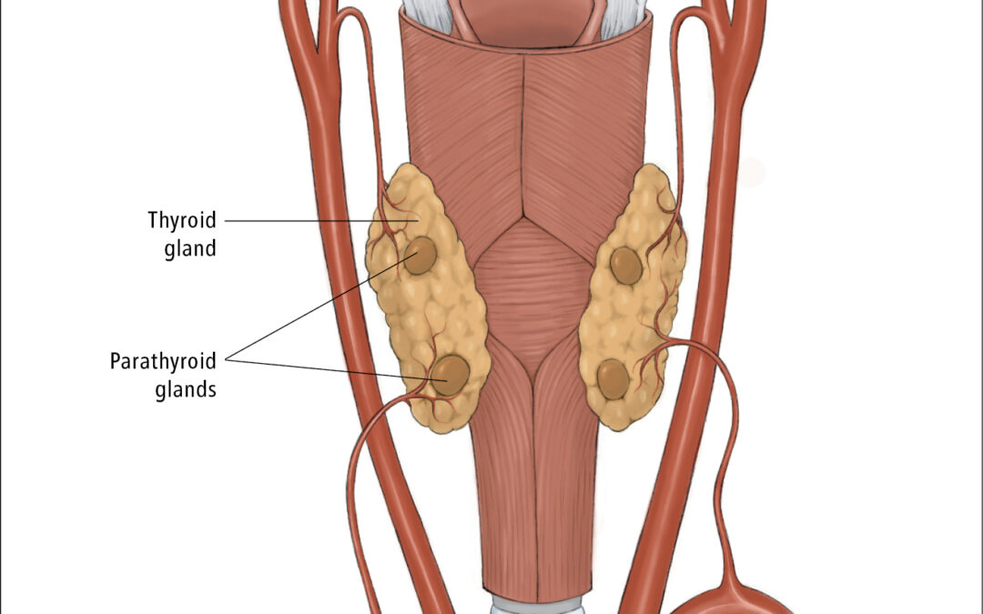 The Adrenal and Parathyroid Glands